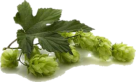 Chmel český